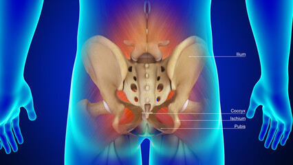Human Pelvic girdle posterior view 3d illustration - obrazy, fototapety, plakaty