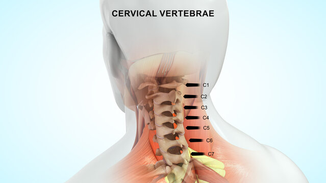 Human Cervical vertebrae 3d illustration