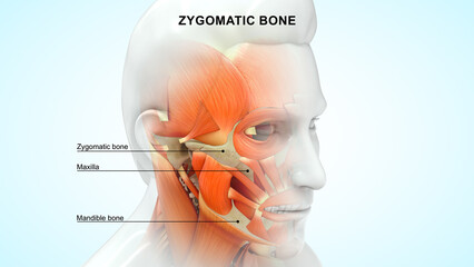 Human zygomatic bone 3d illustration - obrazy, fototapety, plakaty