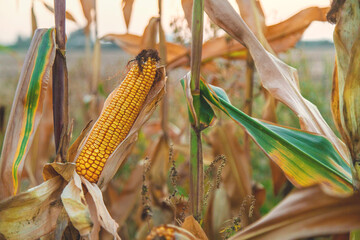 Corn harvest on the field. Selective focus.