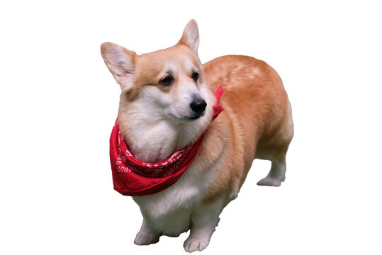 recommend clip art: Cute dog standing on transparent background.