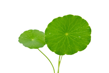 Centella asiatica or green leaves on transparent background.
