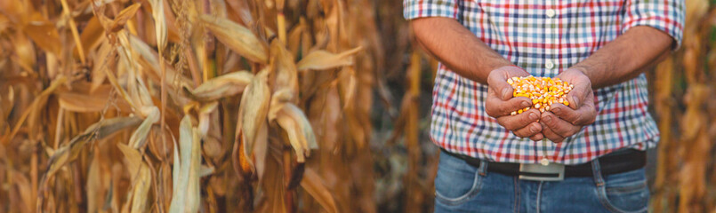 Corn harvest in the hands of a farmer. Selective focus.