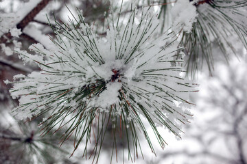 Winter snowy pine tree. Fir branches covered with frost wonderland.