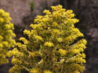 San Miguel de Abona (Tenerife, Canary Islands, Spain)