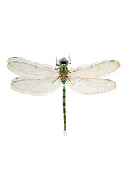 Diplacodes trivialis, dragonfly, white background, isolated