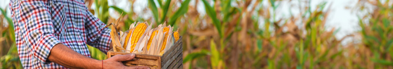 Corn harvest in the hands of a farmer. Selective focus.