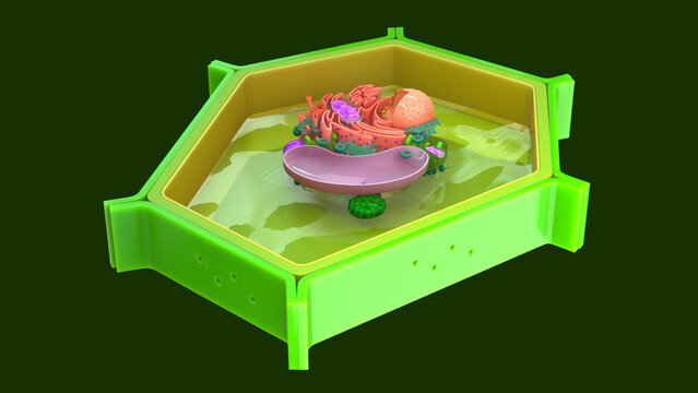 Plant cell plasmolysis 3d illustration