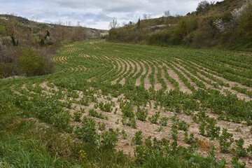 Fototapeta na wymiar Añana, Spain; 28th of March, 2024. A field of beans in springtime in Añana village