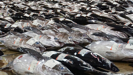 マグロのセリ！市場の床一面に並べられたマグロ
