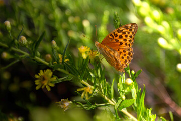 A Pallas' fritillary butterfly resting on a flower.