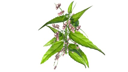 Cuscuta plant isolated in White background 3d illustration - obrazy, fototapety, plakaty