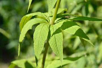 Endemic veronicastrum leaves