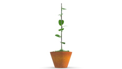 Dioscorea Plant isolated on white background 3d illustrator - obrazy, fototapety, plakaty