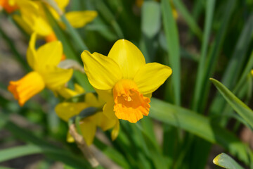 Daffodil Jetfire flower