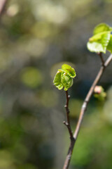 Small-leaved lime Greenspire branch with new leaves
