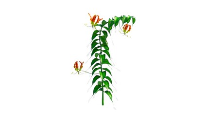 Gloriosa plant (Lilly) isolated in white background 3d illustration