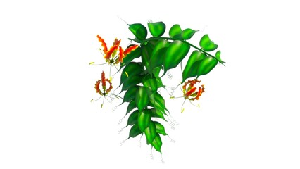 Gloriosa plant (Lilly) isolated in white background 3d illustration