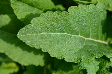 Iranian sage leaves