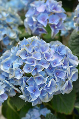 French hydrangea blue flowers
