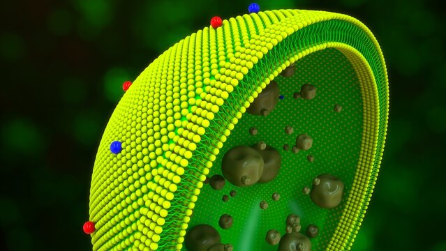 Lysosome carrier protein 3d Illustration