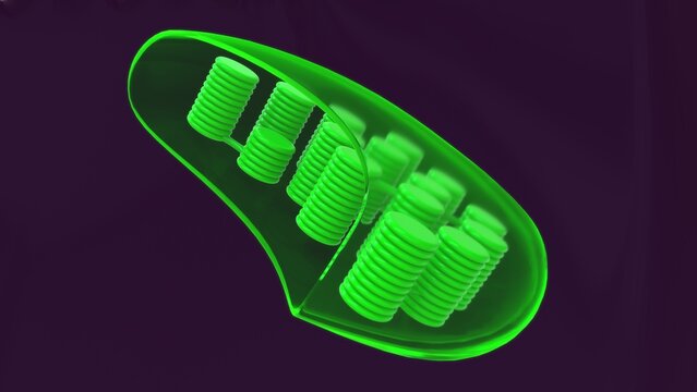Structure of Chloroplast 3d illustration