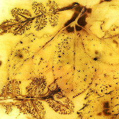 Botanical print with leaf prints on natural silk. - 775965921