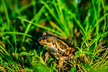 Batrachology. Common spadefoot (Pelobates vespertinus Pallas) ammocolous amphibian. The valley of the Don River in the middle reaches, a grassy meadow on sandy soil (the base of the dune)