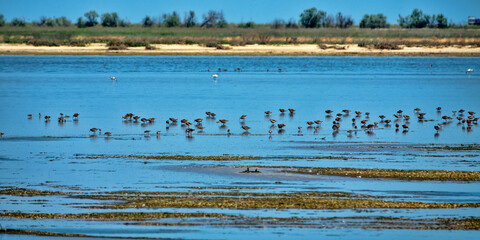 Azov sea lagoons at water runoff in the hot summer period at noon. There is a hot haze over the water and sandy-muddy shoals (mudflats). Feeding place of migrating birds (arctic sandpipers). Wetlands