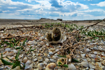 A nestling of European oyster catcher (Haematopus ostralegus) in a nest (a hole in the sand and...