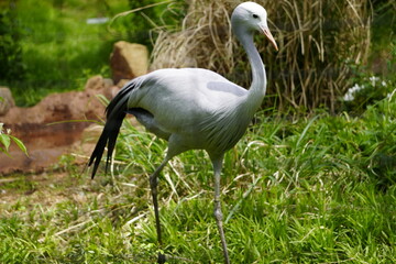 Zoo Animals