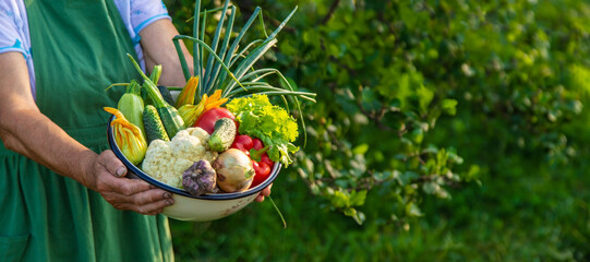 Senior woman holding vegetables in the garden