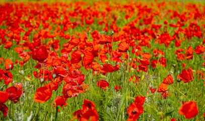 Obraz premium Red field of blooming poppies