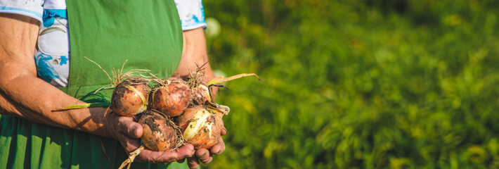 an aged woman holds an onion in her hands close-up