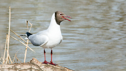 seagull on the beach