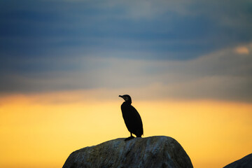 A cormorant sits on a huge boulder - obrazy, fototapety, plakaty