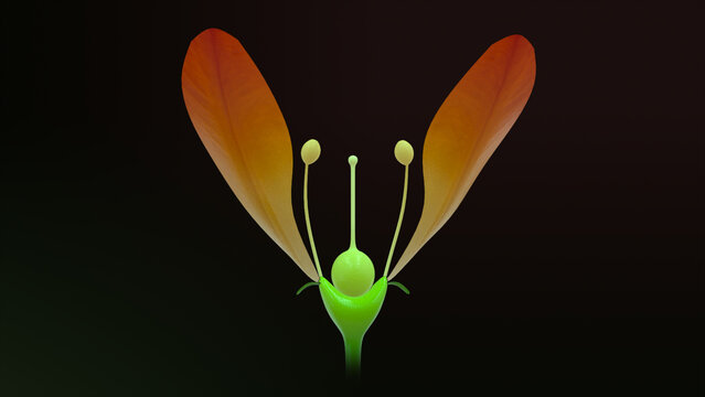 Epigynous flowers isolated in background 3d illustration