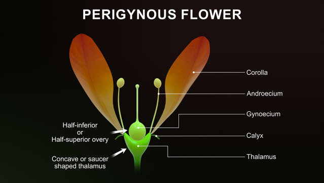 Perigynous flower with labels 3d illustration
