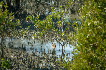 Mangrove forests in the Persian Gulf. Hara tree (Avicennia marina) main type of aquatic vegetation. Low tide, pneumatophore roots. The wintering curlew feeds. United Arab Emirates