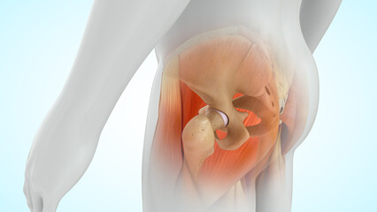 Human Pelvic girdle lateral view 3d illustration