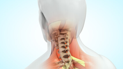 Human Cervical vertebrae 3d illustration
