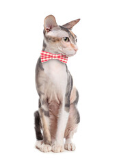 Adorable Sphynx cat with bow tie on white background