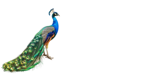 Velours gordijnen peacock isolated on white © The PNG of Humani 