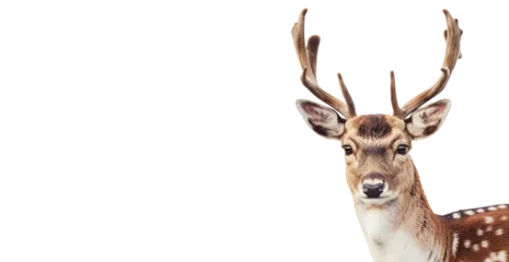 Schapenvacht deken met foto Antilope deer isolated on white