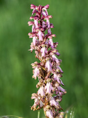 Giant orchid (barlia robertiana) in bloom on a path in Provence