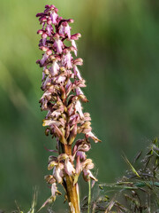 Giant orchid (barlia robertiana) in bloom on a path in Provence