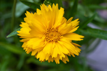This image focuses on a bright yellow Calendula flower, captured in natural light that enhances its vibrant hue and delicate petal texture. The blurred green background emphasizes the flower's bold