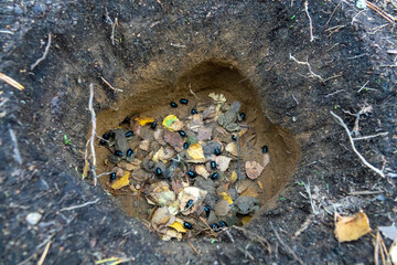 These bugs are trapped in a deadly trap. The dorbeetles fell into a man-made hole in the sandy soil