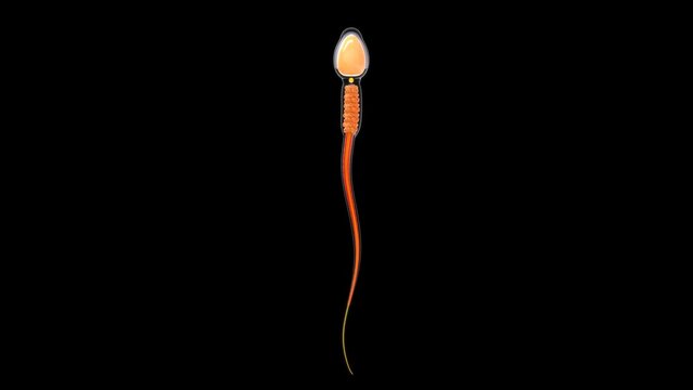 Anatomy of sperm head 3d illustration
