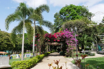 Bougainvillea und Palmen im Erholungs- und Kulturpark Omar in Panama-Stadt - obrazy, fototapety, plakaty